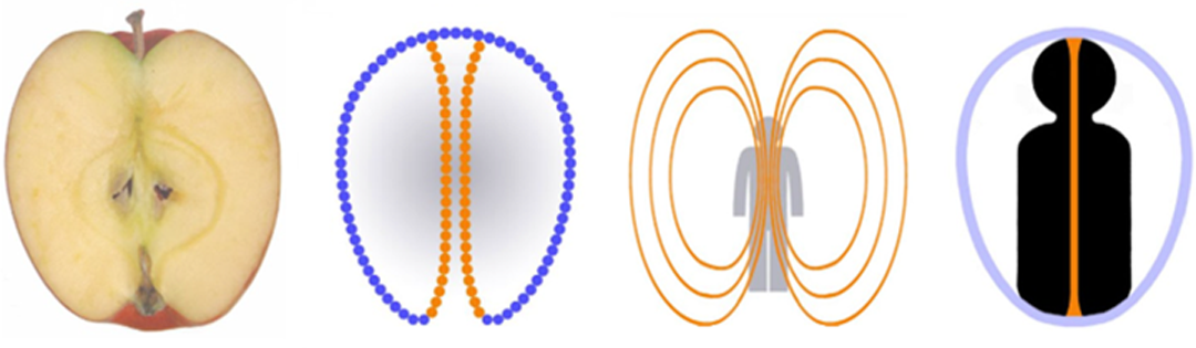 Illustration of deep embodyment breathing 